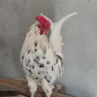 خروس|حیوانات مزرعه|اهواز, ۳۰ متری|دیوار