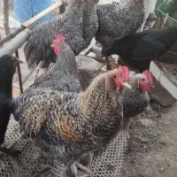مرغ سیاه تخم گذار و خروس امروک جوجه امروک
