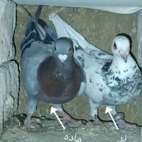 کبوتر شهرستانی