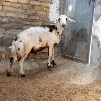 گوسفند بره قوچ|حیوانات مزرعه|بروجرد, |دیوار
