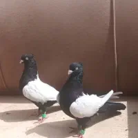 کبوتر|پرنده|مشهد, قوچان|دیوار