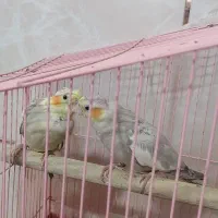 فروش عروس هلندی جوجه تازه داته خور