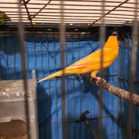 عروس سهره برزیلی قناری گلدین مینا