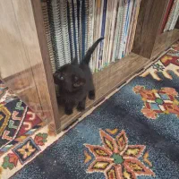 بچه گربه ماده (واگذاری)