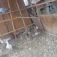 کفتر رنگی والمانی|پرنده|سمنان, |دیوار