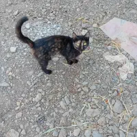 گربه گمشده