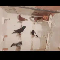 معاوضه بانر