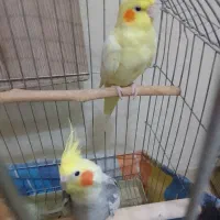 عروس هلندی نر وماده سخنگو