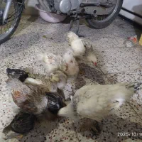 ده عدد جوجه ویاندوت و برهما