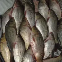 ماهی تازه صید کرخه