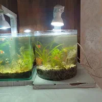 آکواریوم پلنت باماهی