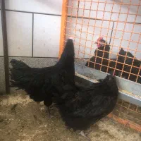 مرغ و خروس استرالوپ|حیوانات مزرعه|خمینیشهر, |دیوار