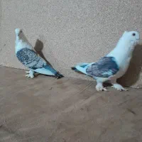 کفتر زینتی|پرنده|تبریز, |دیوار