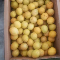 آبلیمو وآبغوره گیری مهدی|خوردنی و آشامیدنی|مشهد, هنرستان|دیوار