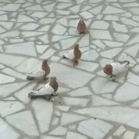 کبوتر سینه زرد و سینه سوسنی