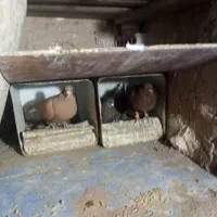 نر وماده زرد دم سفید و سینه سیاه|پرنده|زرند, |دیوار