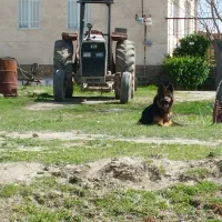 معاوضه دوبرمن با ژرمن نر ماده فرقی نمکنه