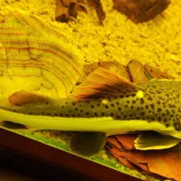 گربه ماهی دم قرمز ۳۰ سانتی (red tail cat fish)