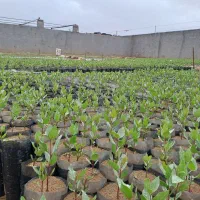 نهالستان پسته مه ولات حسین بقال