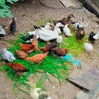 اردک چهار ماهه گوشتی