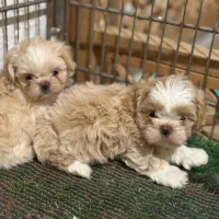 سگ شیتزو سوپر فلت|سگ|شیراز, چنچنه|دیوار