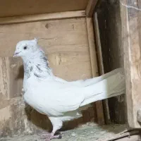 کبوتر پرشی غریب|پرنده|کوهدشت, |دیوار