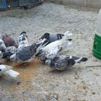 کبوتر ایرانی پرشی