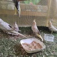 عروس هلندی|پرنده|چمستان, |دیوار