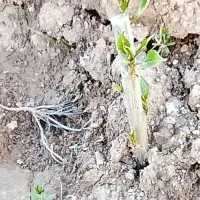 کار با تیلر ده اسب
