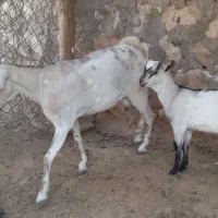 بز سومال آبستن با کهره نر