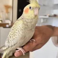 عروس هلندی گم شده شهرک پردیس