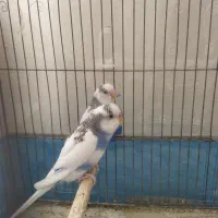 مرغ عشق|پرنده|قم, بنیاد|دیوار