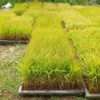 تیم آماده نشا جو جمشید