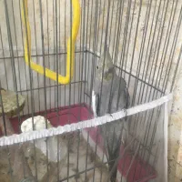 عروس هلندی فوری فروشی|پرنده|تهران, سبلان (لشگر)|دیوار