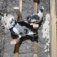 کفتر کبوتر پلنگ کرمونی جفت