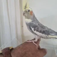 عروس هلندی اهلی و سخنگو