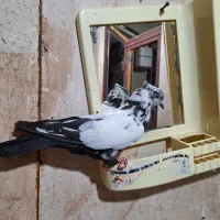 کبوتر جونه نر۲پری