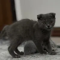 اسکاتیش. دونیم ماهه|گربه|قم, زنبیل آباد|دیوار