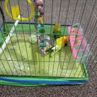 یک جفت طوطی برزیلی خوشگل