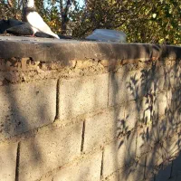 کبوترطوقی ماده