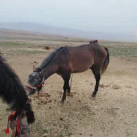 اسب|اسب و تجهیزات اسبسواری|مهران (ایلام), |دیوار