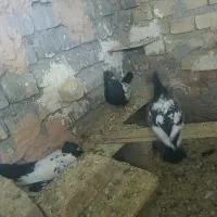 کبوتر|پرنده|اسفراین, |دیوار