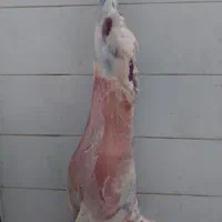 ذبح گوسفند زنده و گوسفند خونی|خدمات پذیرایی، مراسم|مشهد, انقلاب|دیوار