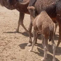 شتر ارونه زاییده