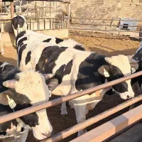 گوساله نر چاق