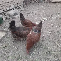 مرغ تخم گزار