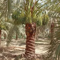 نخل با ریشه میخرم