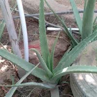 آلورا|گل و گیاه طبیعی|آبادان, |دیوار