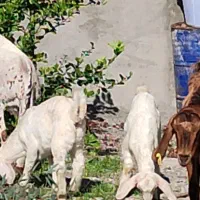 بز کهره سومال ‌.بنگالی دوکیلوشیرموقعیت جیرفت|حیوانات مزرعه|یزد, |دیوار