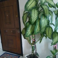 گل دیفن|گل و گیاه طبیعی|آستارا, |دیوار